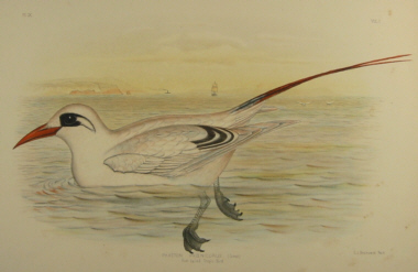 Birds of Austraila, Broinowski