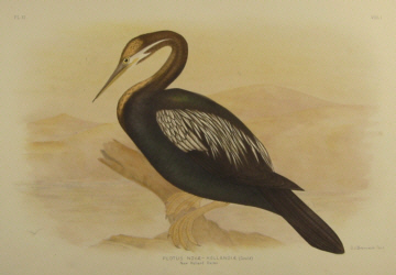 Birds of Australia, Broinowski