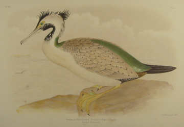 Birds of Australia, Broinowski