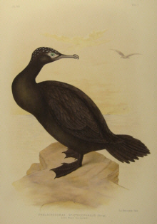 Birds of Australia, Broinowski