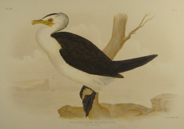 Birds of Australia, Broinowski