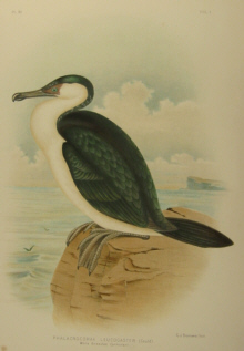 Birds of Australia, Broinowski