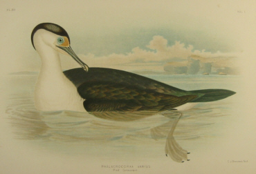 Birds of Australia, Broinowski