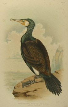 Birds of Australia, Broinowski