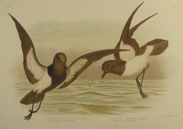 Birds of Australia, Broinowski