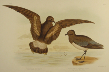 Birds of Australia, Broinowski