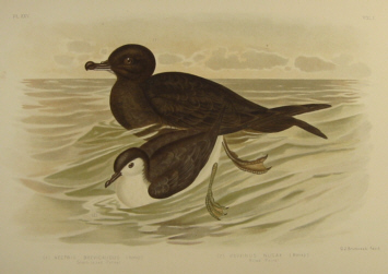 Birds of Australia, Broinowski