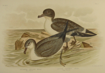 Birds of Australia, Broinowski