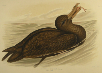 Birds of Australia, Broinowski