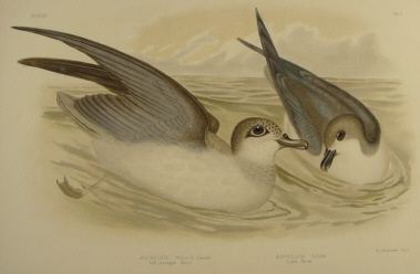 Birds of Australia, Broinowski