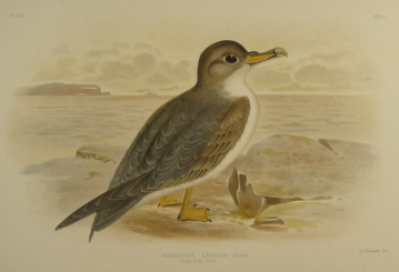 Birds of Australia, Broinowski