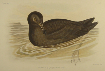 Birds of Australia, Broinowski