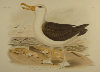 Birds of Australia, Broinowski