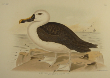 Birds of Australia, Broinowski