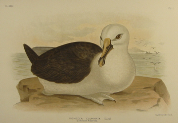 Birds of Australia, Broinowski