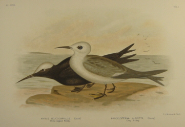 Birds of Australia, Broinowski