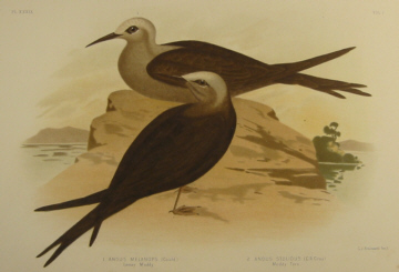 Birds of Australia, Broinowski