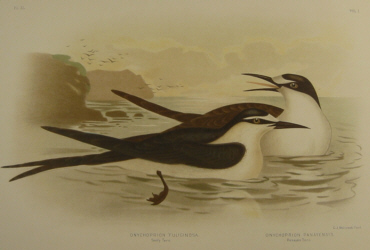 Birds of Australia, Broinowski