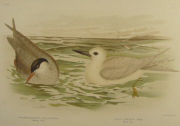 Birds of Australia, Broinowski