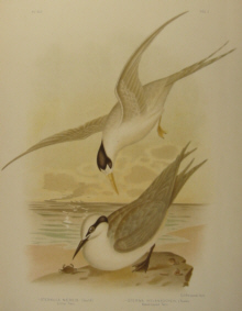 Birds of Australia, Broinowski