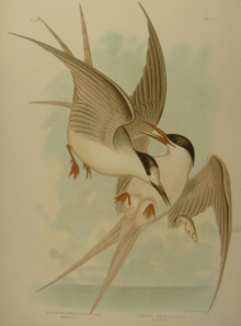 Birds of Australia, Broinowski