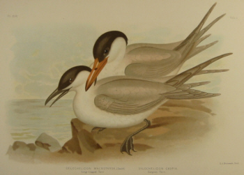 Birds of Australia, Broinowski