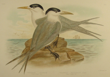 Birds of Australia, Broinowski