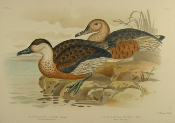 Birds of Australia, Broinowski