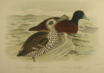 Birds of Australia, Broinowski