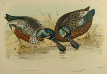 Birds of Australia, Broinowski