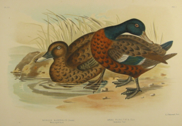 Birds of Australia, Broinowski