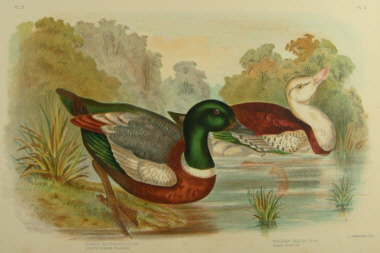 Birds of Australia, Broinowski