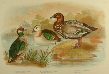 Birds of Australia, Broinowski