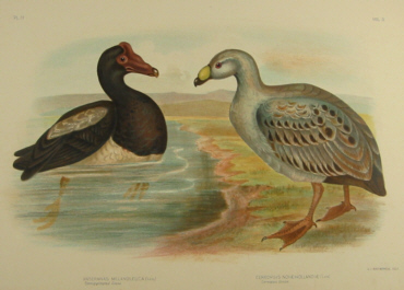 Birds of Australia, Broinowski