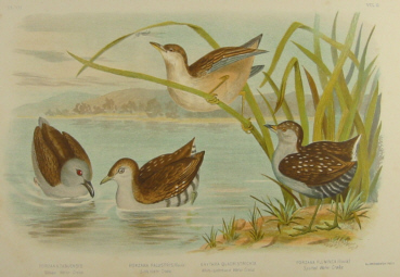 Birds of Australia, Broinowski