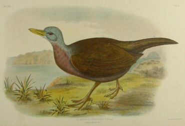 Birds of Australia, Broinowski