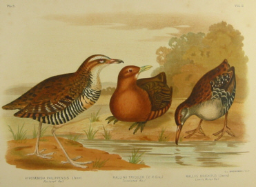 Birds of Australia, Broinowski