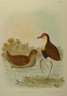 Birds of Australia, Broinowski