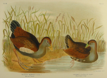 Birds of Australia, Broinowski