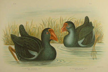 Birds of Australia, Broinowski