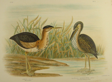 Birds of Australia, Broinowski