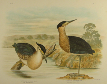 Birds of Australia, Broinowski