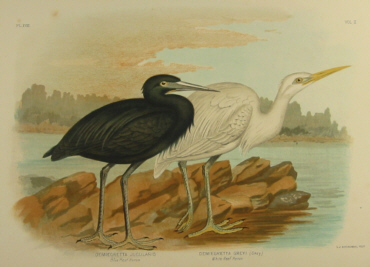 Birds of Australia, Broinowski