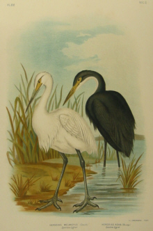 Birds of Australia, Broinowski