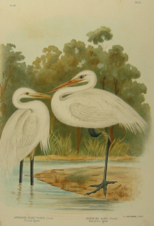 Birds of Australia, Broinowski