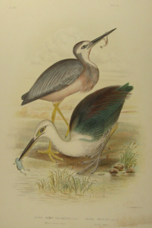 Birds of Australia, Broinowski