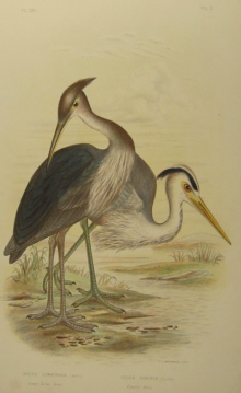 Birds of Australia, Broinowski