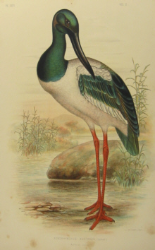 Birds of Australia, Broinowski