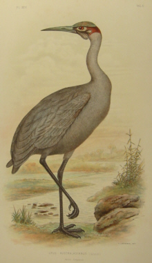 Birds of Australia, Broinowski