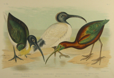 Birds of Australia, Broinowski